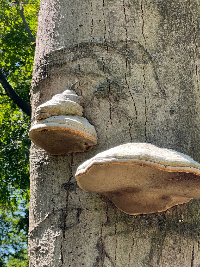 Hoof Fungus