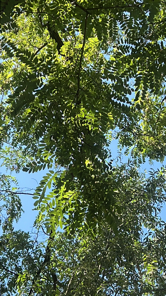 black locust