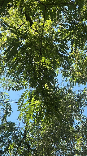 black locust