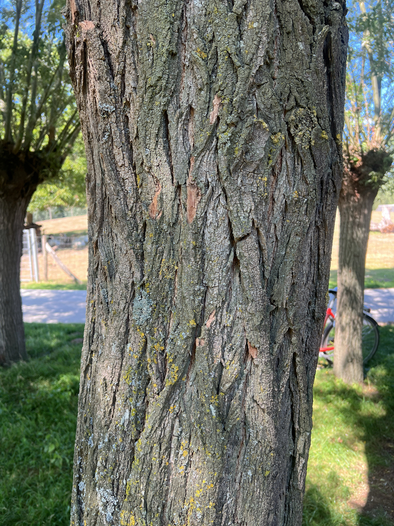 black locust