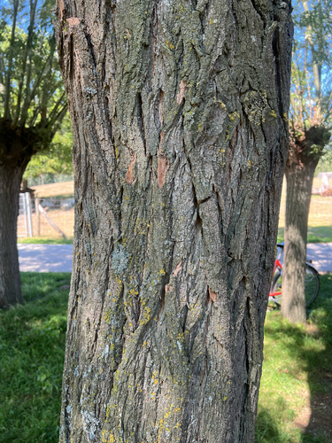 black locust