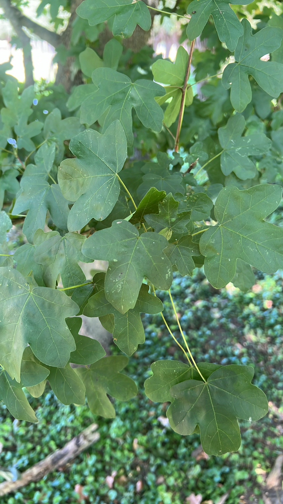field maple