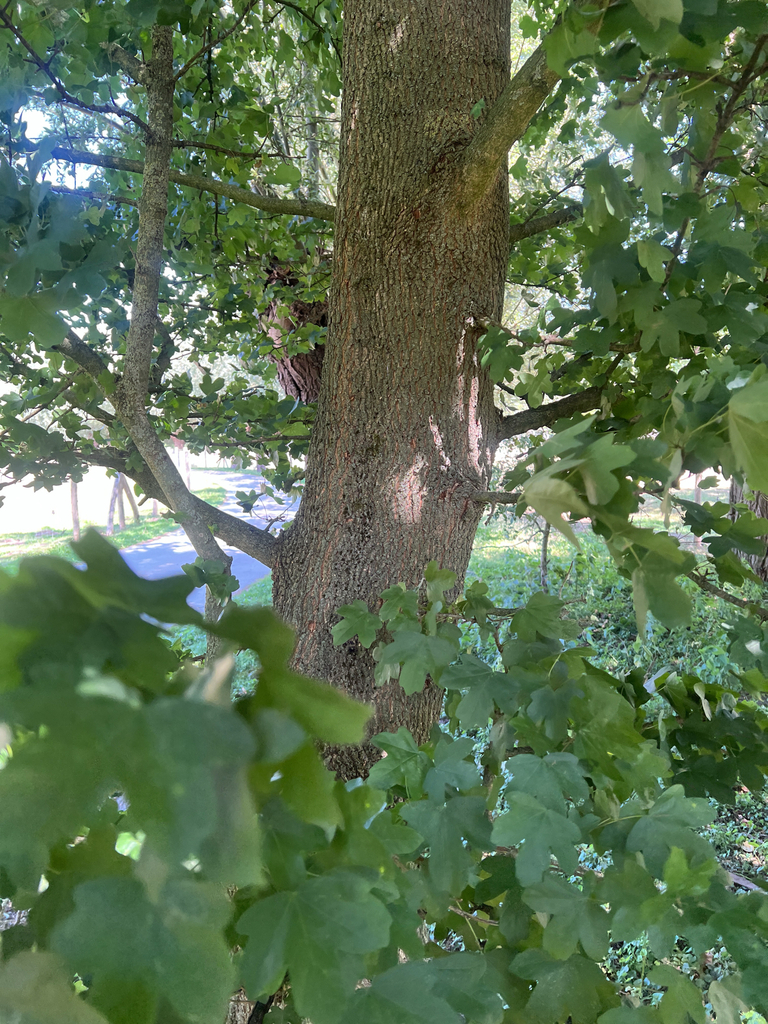 field maple