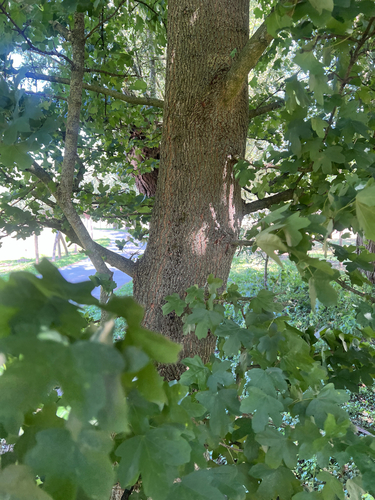 field maple