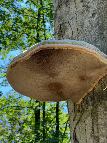 Hoof Fungus