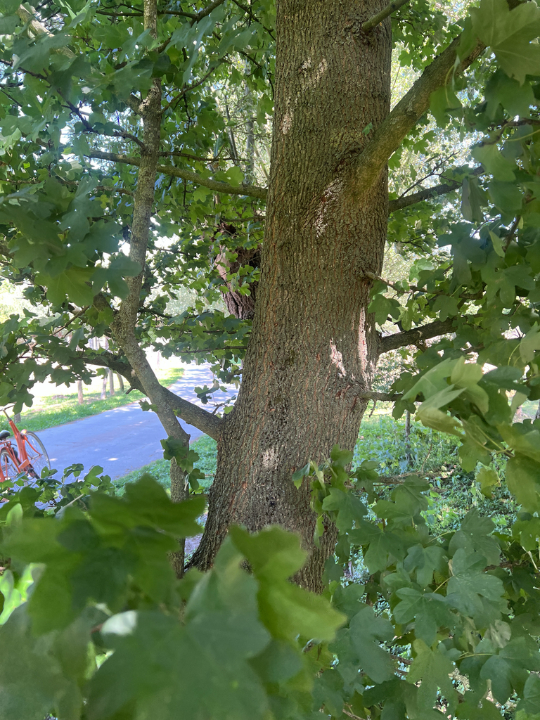 field maple