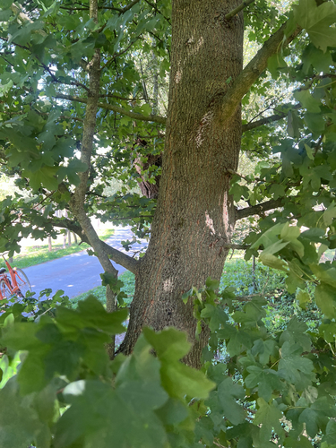 field maple