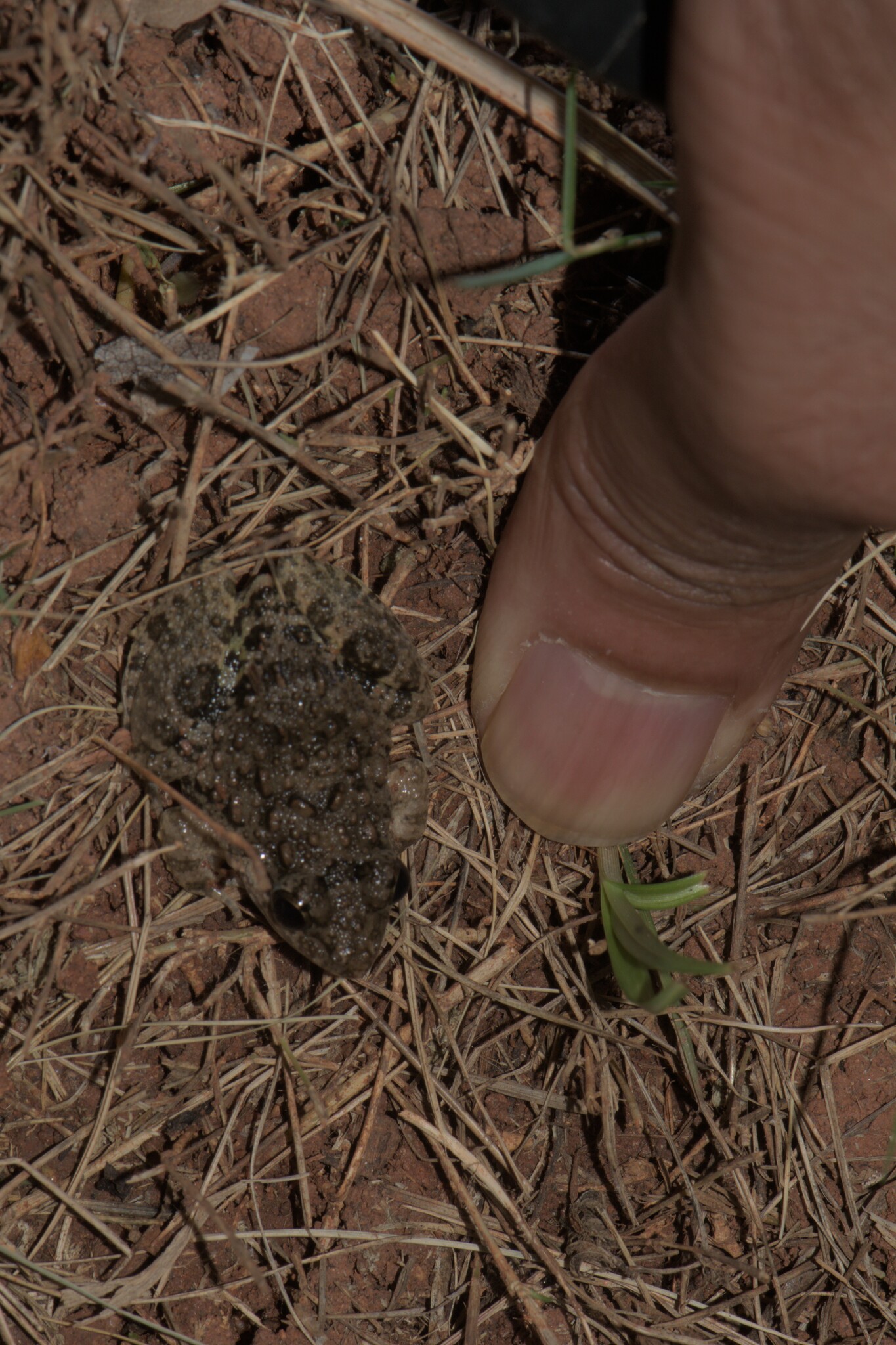 Granular Cricket Frog