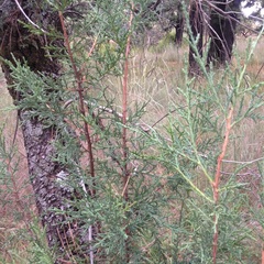 Juniperus deppeana deppeana