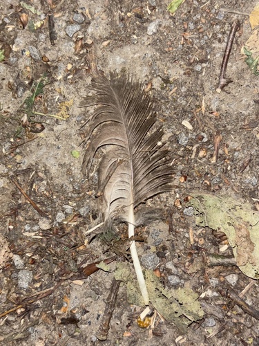 View observation of {o.common_name} on iNaturalist