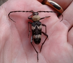 Megacyllene antennata