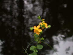 Hypericum denticulatum