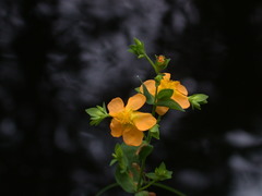 Hypericum denticulatum