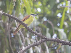 Pitangus sulphuratus