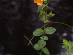 Hypericum denticulatum