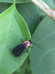 Cantharidae