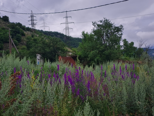 Eastern Larkspur (Consolida orientalis)