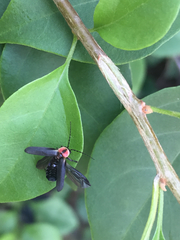 Cantharidae