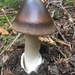 Amanita Sect. Vaginatae - Photo (c) hazelcashman, some rights reserved (CC BY-NC)
