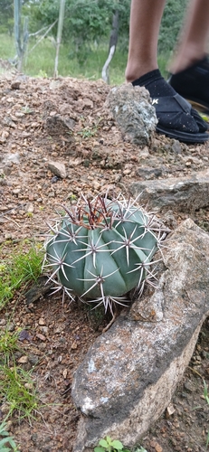 Melocactus zehntneri