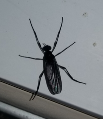 Penthetria heteroptera