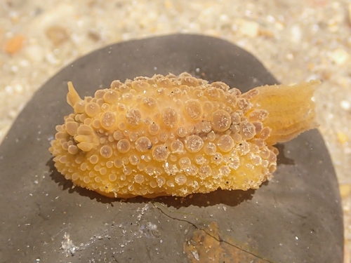 Warty Doris, photo 2 of 10