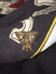 Lepidoptera