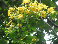Senna hayesiana
