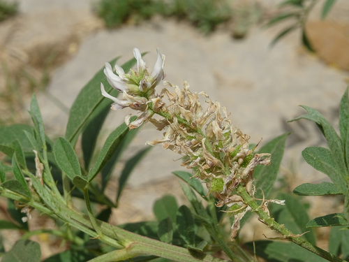 Glycyrrhiza foetida (Glycyrrhiza foetida)