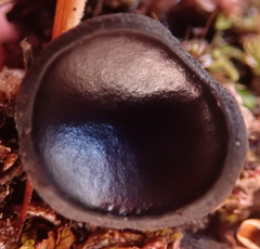 Pseudoplectania affinis