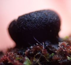 Pseudoplectania affinis