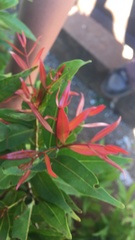 Syzygium myrtifolium