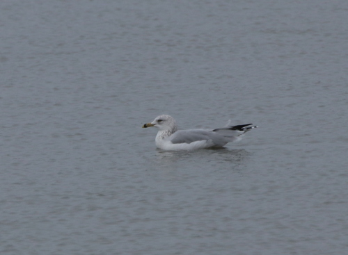 Ring-billed Gull photographed in Kansas