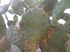 Opuntia fuliginosa