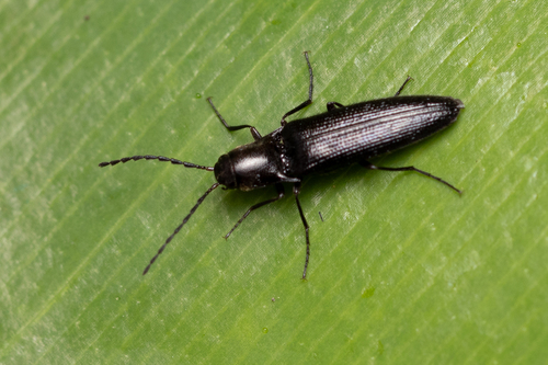 Eopenthes
