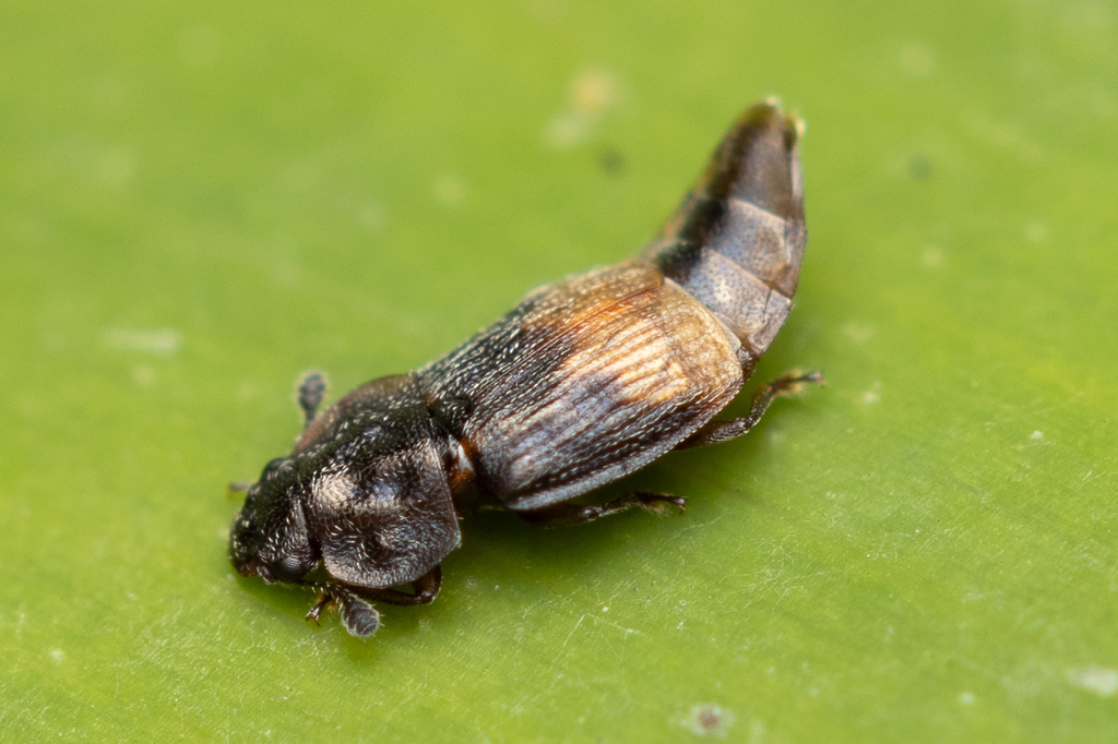 Eupetinus