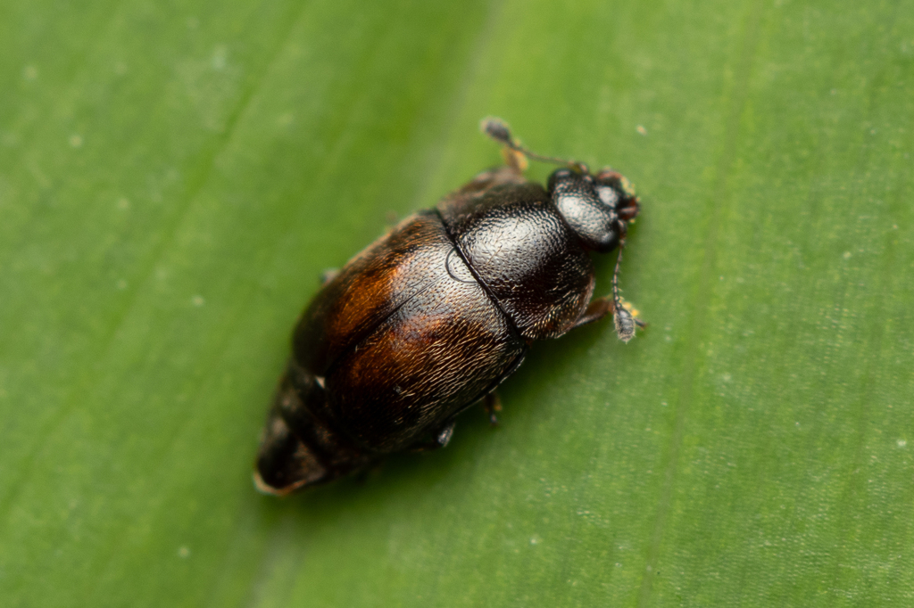 Prosopeus omissus