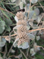 Marrubium thessalum, photograph (c) Marios Thoma, some rights reserved (CC BY)