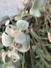 Marrubium thessalum, photograph (c) Marios Thoma, some rights reserved (CC BY)
