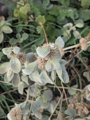 Marrubium thessalum