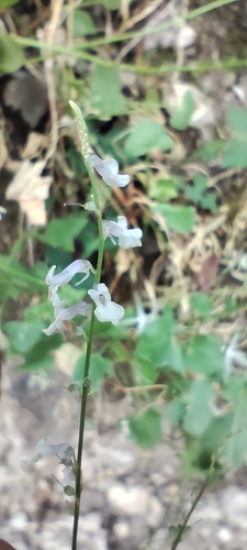 Anarrhinum laxiflorum (Anarrhinum laxiflorum)