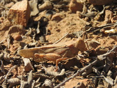 Trimerotropis thalassica