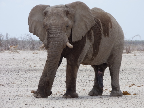 African Savanna Elephant, photo 10 of 10