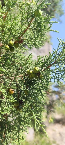 Juniperus phoenicea, photograph 3
