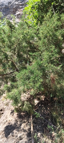 Juniperus phoenicea, photograph 4
