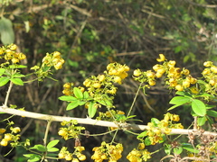 Senna peralteana