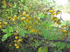 Senna peralteana