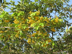 Senna peralteana