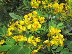 Senna racemosa