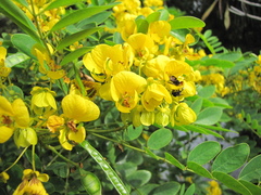 Senna racemosa